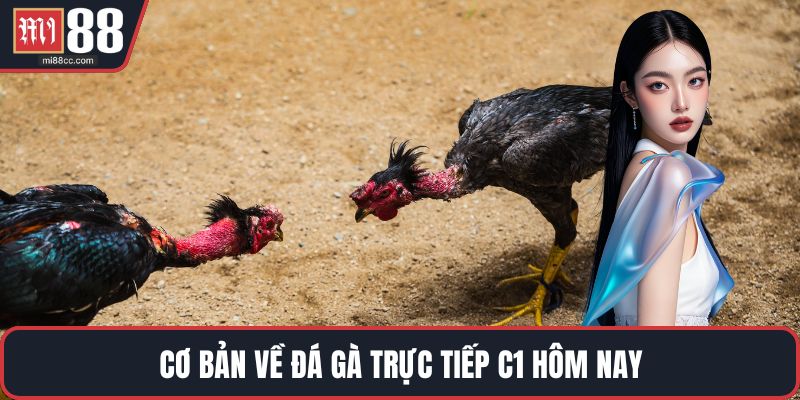 Cơ bản về đá gà trực tiếp C1 hôm nay