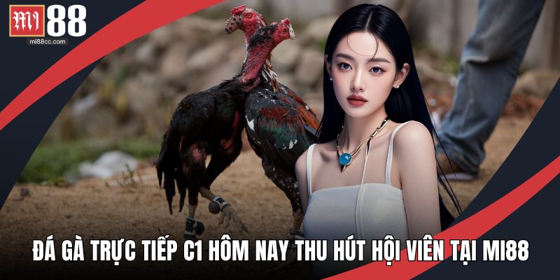 Đá gà trực tiếp C1 hôm nay