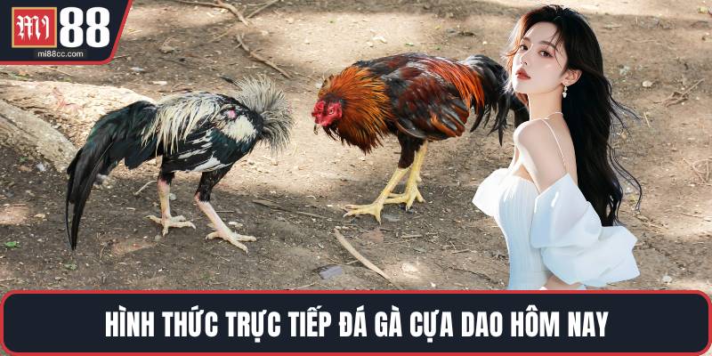 Hình thức trực tiếp đá gà cựa dao hôm nay