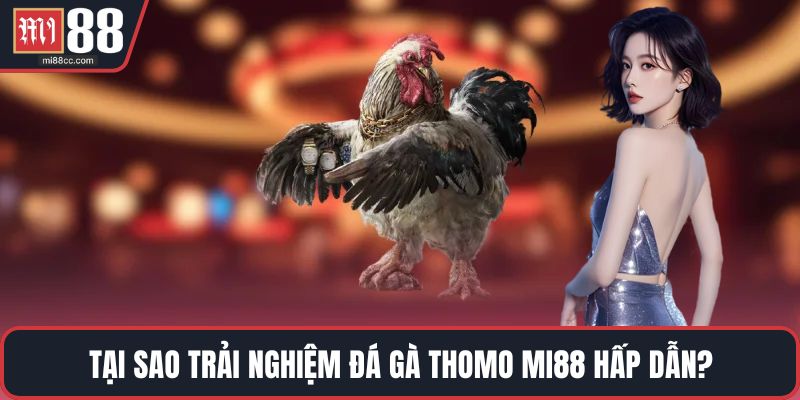 Tại sao trải nghiệm đá gà Thomo MI88 hấp dẫn?